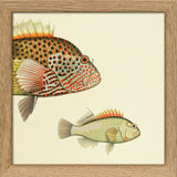 Hawkfish (Cirrhistes Forsteri) Head and (Cirrhites Arcatus). Mini Print