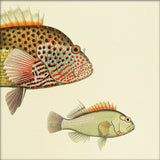 Hawkfish (Cirrhistes Forsteri) Head and (Cirrhites Arcatus). Mini Print
