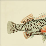 Hawkfish (Cirrhites Polytictus) Tail. Mini Print