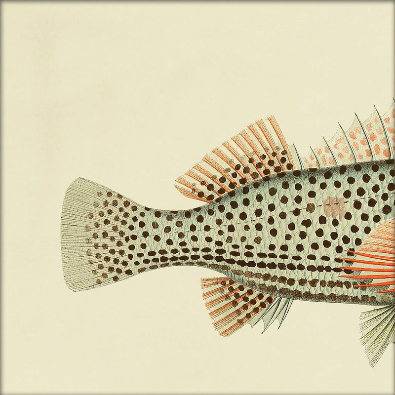 Hawkfish (Cirrhites Polytictus) Tail. Mini Print