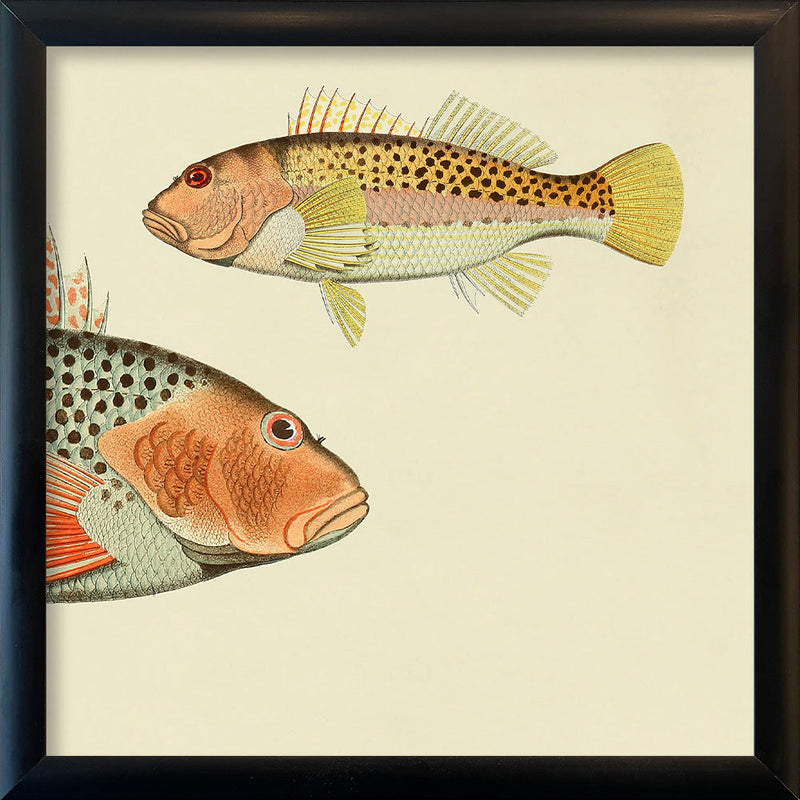 Hawkfish (Cirrhites Polytictus) Head and (Cirrhites Hemistictus). Mini Print