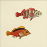 Two Hawkfish (Cirrhites Cinctus and Melanotus). Mini Print