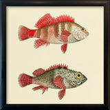 Hawkfish and Scorpionfish. Mini Print