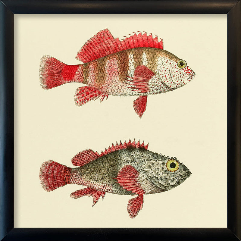 Hawkfish and Scorpionfish. Mini Print