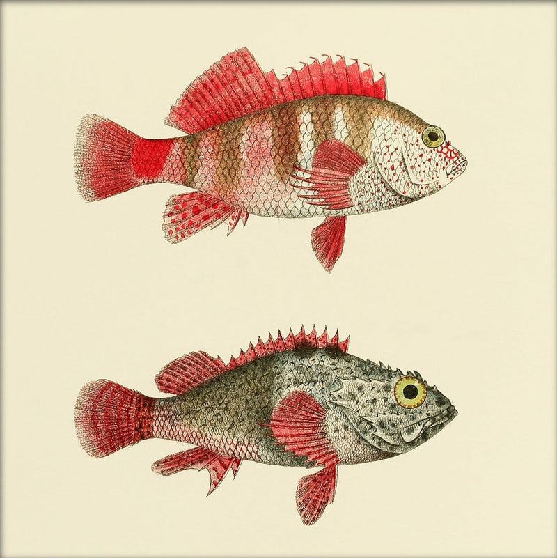 Hawkfish and Scorpionfish. Mini Print