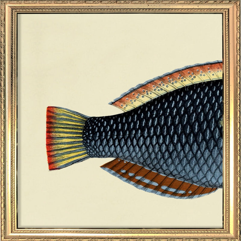 Spotted Wrasse (Anampses Diadematus) Tail. Mini Print
