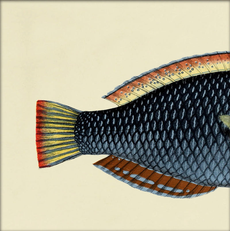 Spotted Wrasse (Anampses Diadematus) Tail. Mini Print