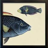 Spotted Wrasse (Anampses Diadematus) Head and Small. Mini Print