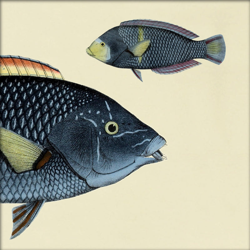 Spotted Wrasse (Anampses Diadematus) Head and Small. Mini Print