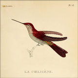 La Caeligene Hummingbird. Mini Print