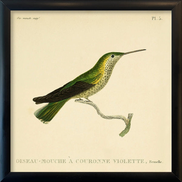 Violet-crowned Hummingbird (Oiseau-mouche á Couronne violette). Mini Print