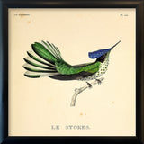 Le Stokes Hummingbird. Mini Print