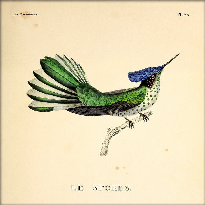 Le Stokes Hummingbird. Mini Print