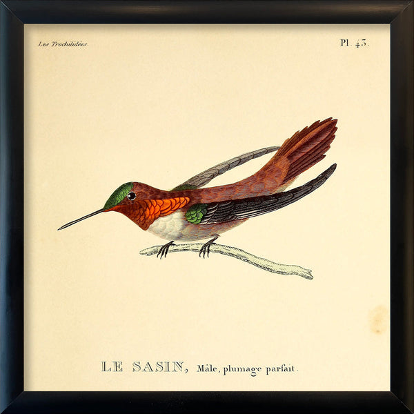 Allens Hummingbird (Le Sasin). Mini Print