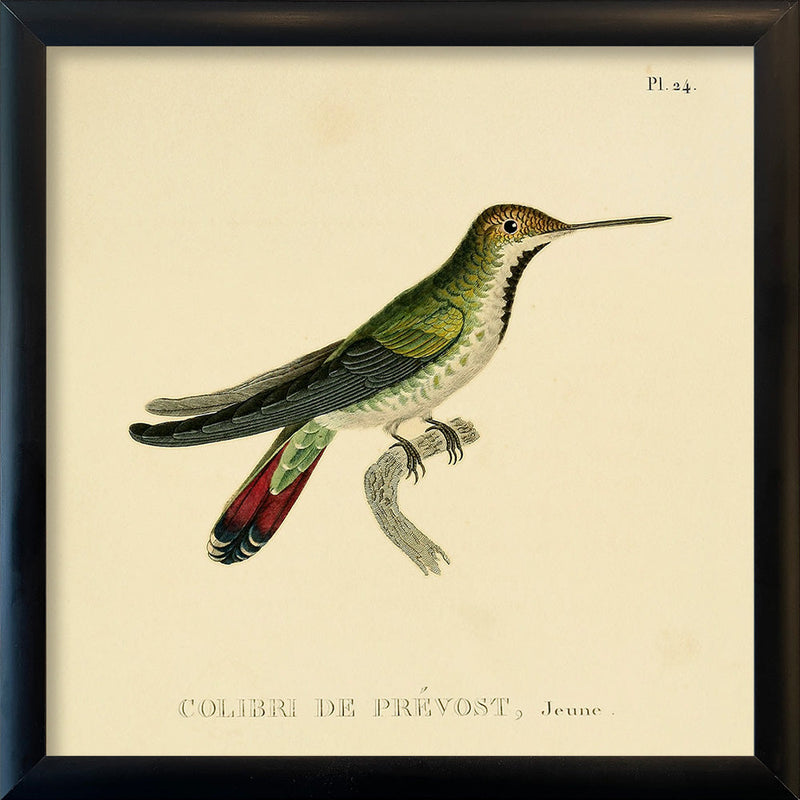 Green Hummingbird (Colibri Le Prévost). Mini Print
