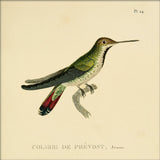 Green Hummingbird (Colibri Le Prévost). Mini Print