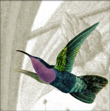 Flying Purple and Green Hummingbird. Mini Print