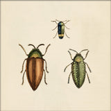 Three Beetles. Mini Print