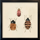 Three Beetles. Mini Print