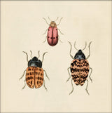 Three Beetles. Mini Print