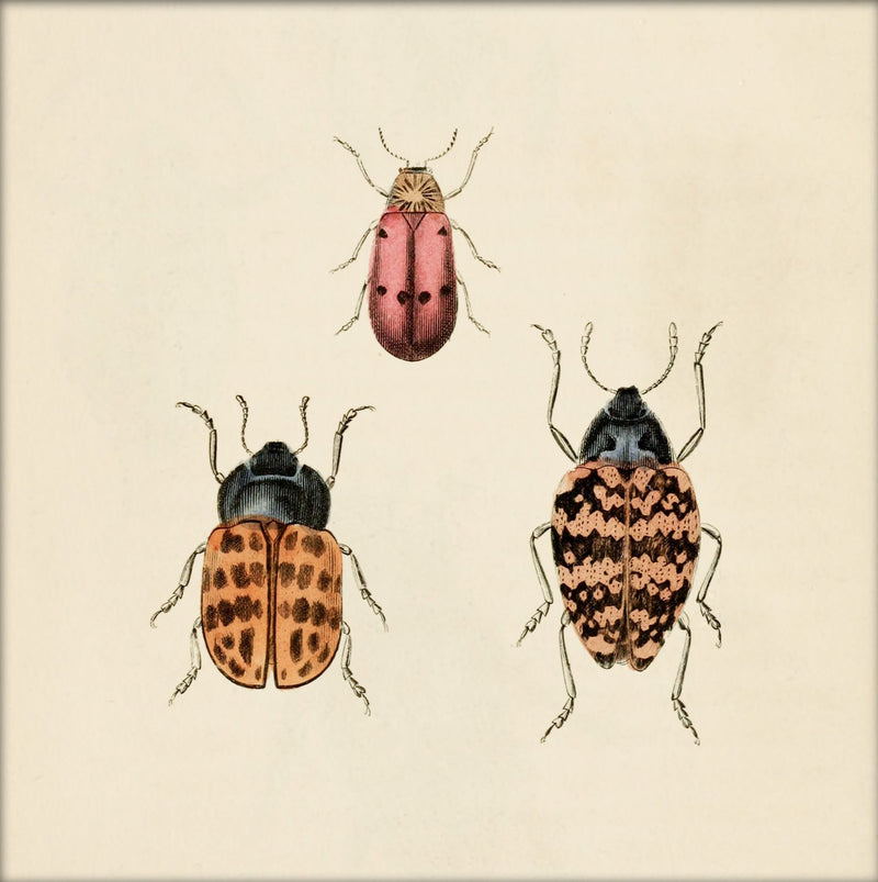 Three Beetles. Mini Print