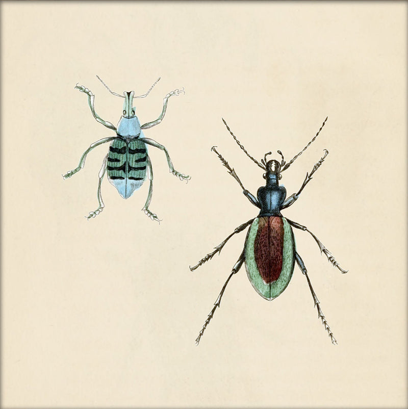 Two Beetles. Mini Print