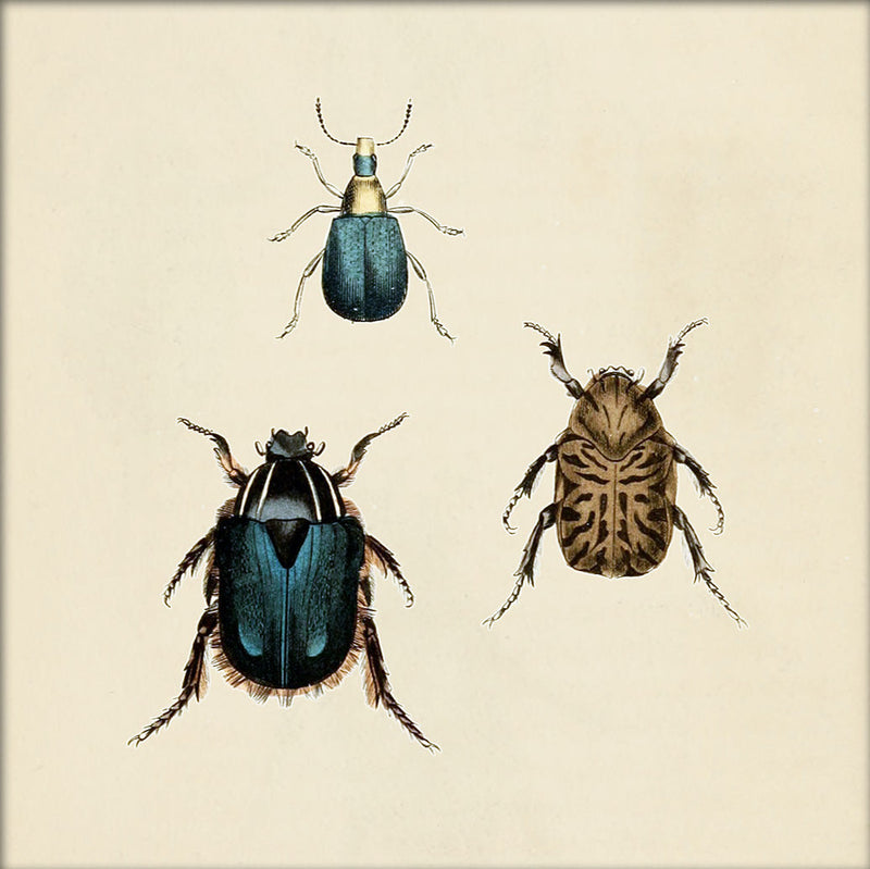 Three Beetles. Mini Print