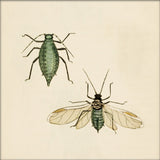 Two Green Insects. Mini Print