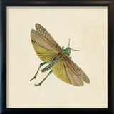 Green Moth. Mini Print