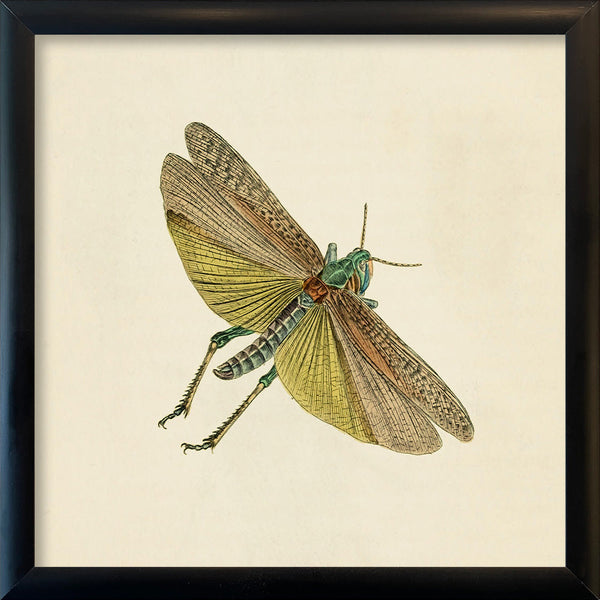 Green Moth. Mini Print