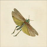 Green Moth. Mini Print