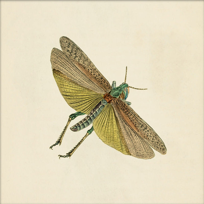 Green Moth. Mini Print