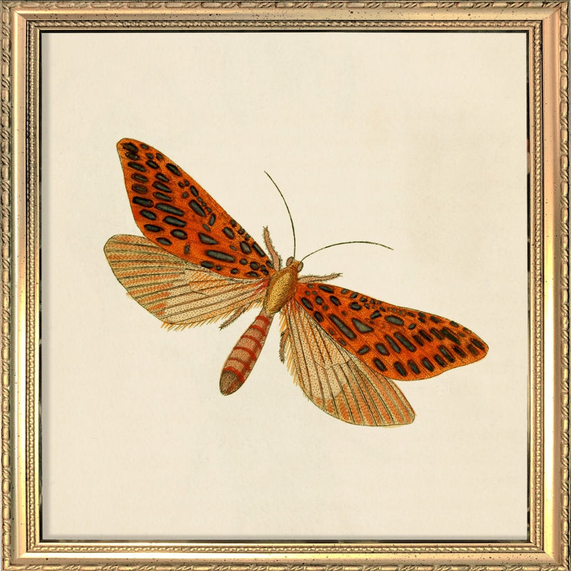 Red Moth. Mini Print