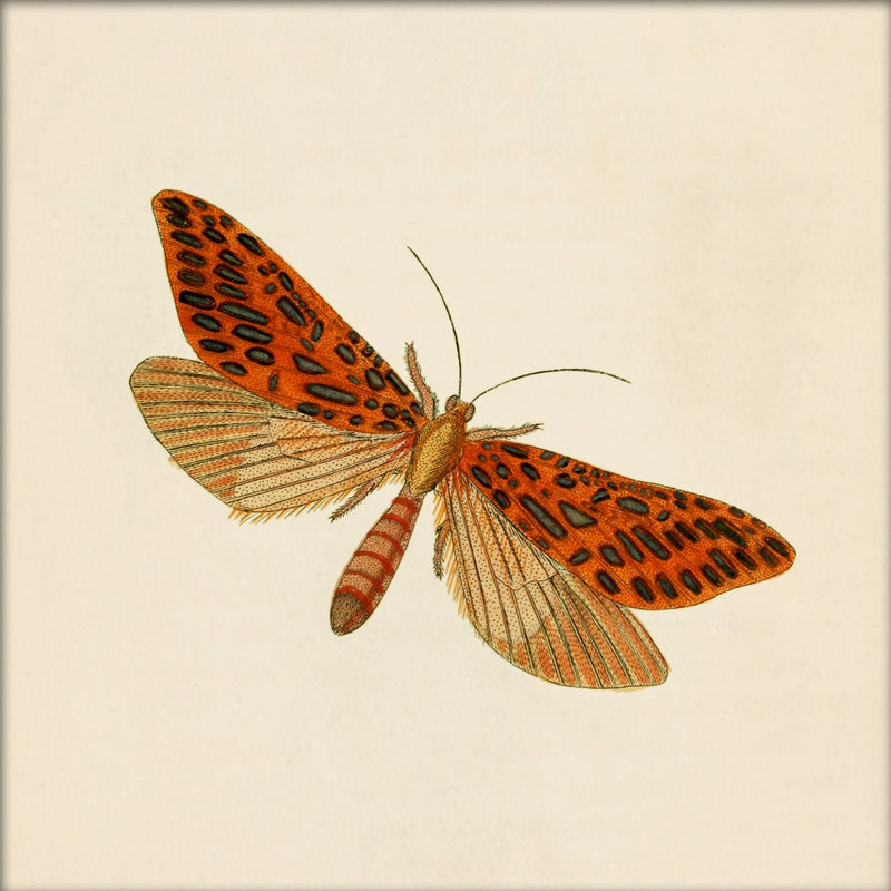 Red Moth. Mini Print