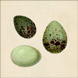Three Green Eggs. Mini Print