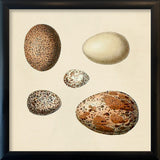 Five Brown and White Eggs. Mini Print