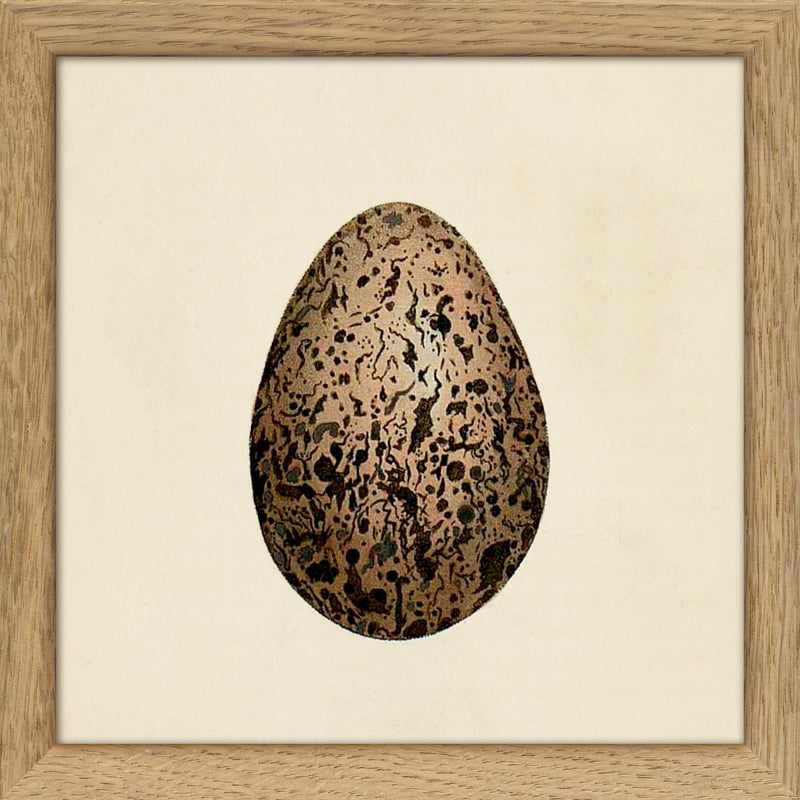 Brown Dotted Egg. Mini Print