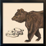 Brown Bear Front. Mini Print