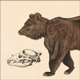 Brown Bear Front. Mini Print