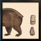 Brown Bear Rear. Mini Print
