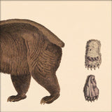 Brown Bear Rear. Mini Print