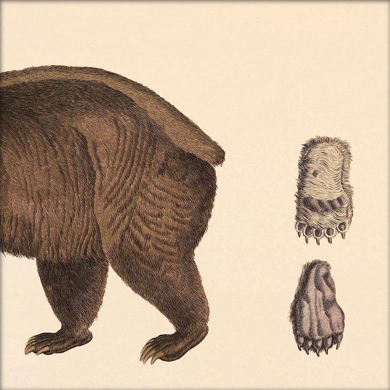 Brown Bear Rear. Mini Print