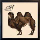 Camel. Mini Print
