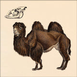 Camel. Mini Print