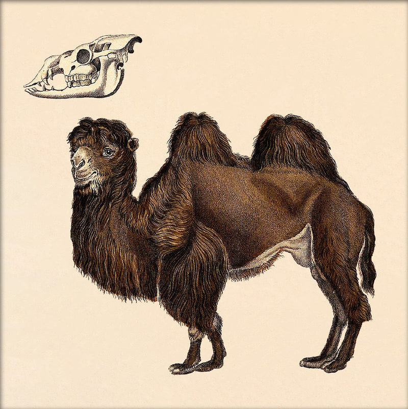 Camel. Mini Print