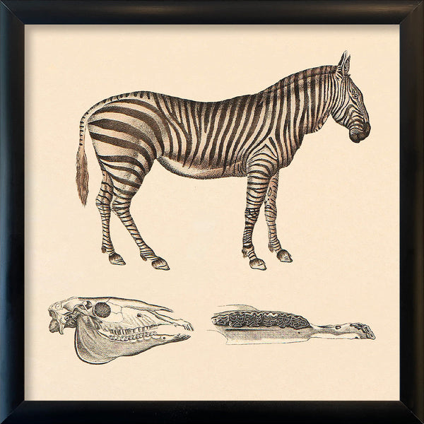 Zebra. Mini Print