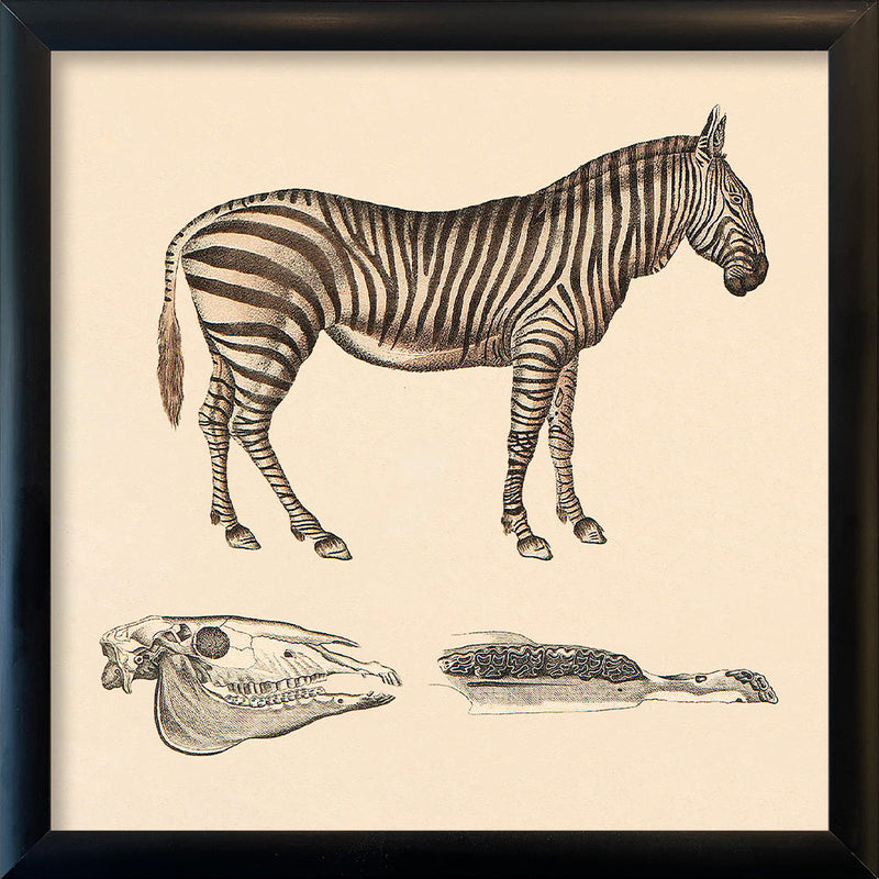 Zebra. Mini Print