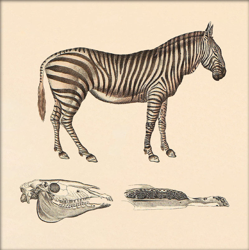 Zebra. Mini Print