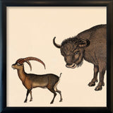 Bison and Mountain Goat. Mini Print