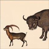 Bison and Mountain Goat. Mini Print